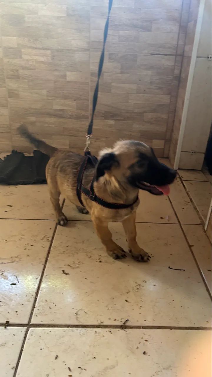 cachorro para adoção  - Foto 4