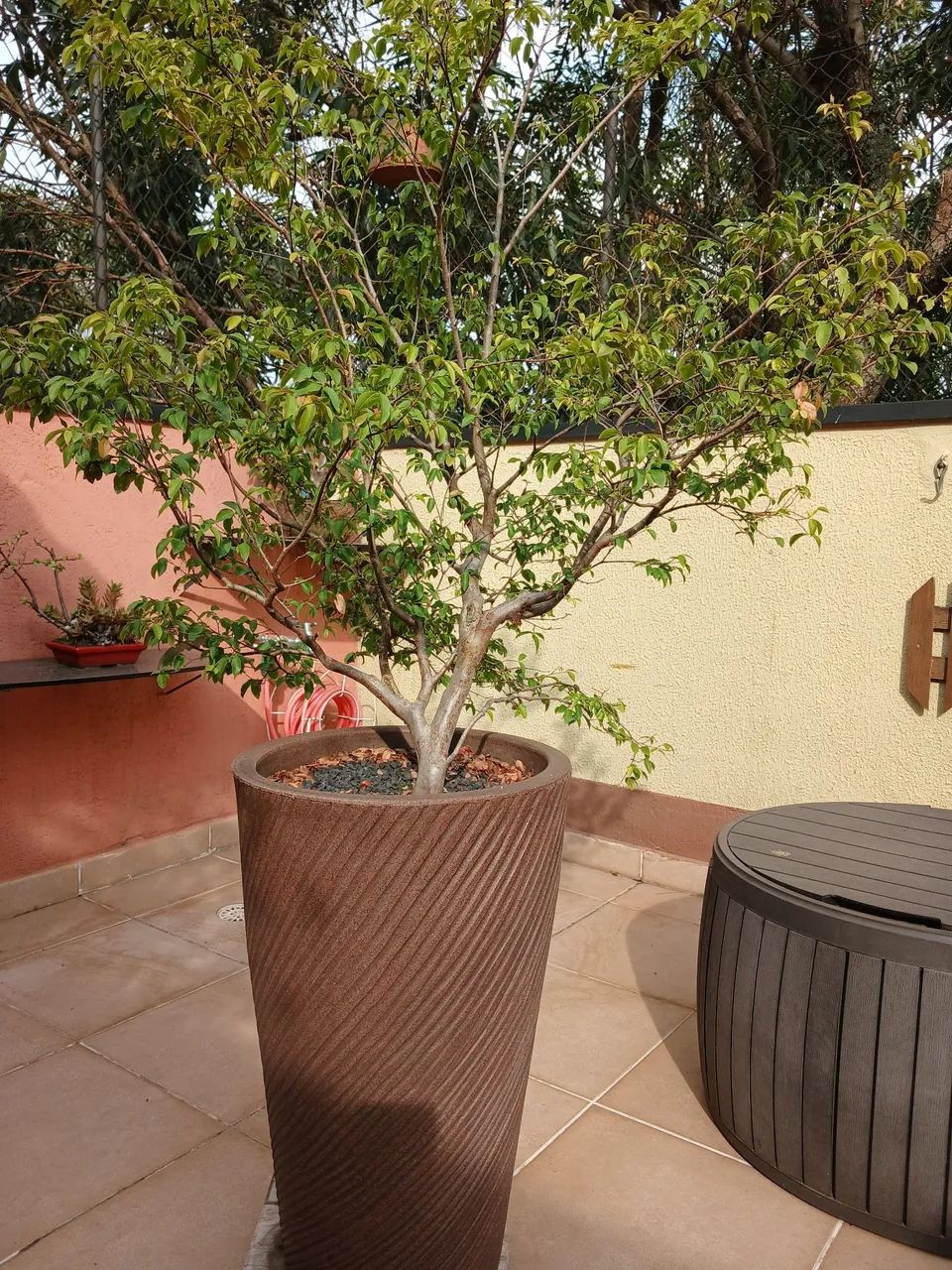 Jabuticabeira completa vaso - Foto 2