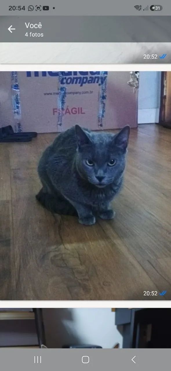 Doação responsável Gato Batmam  - Foto 2