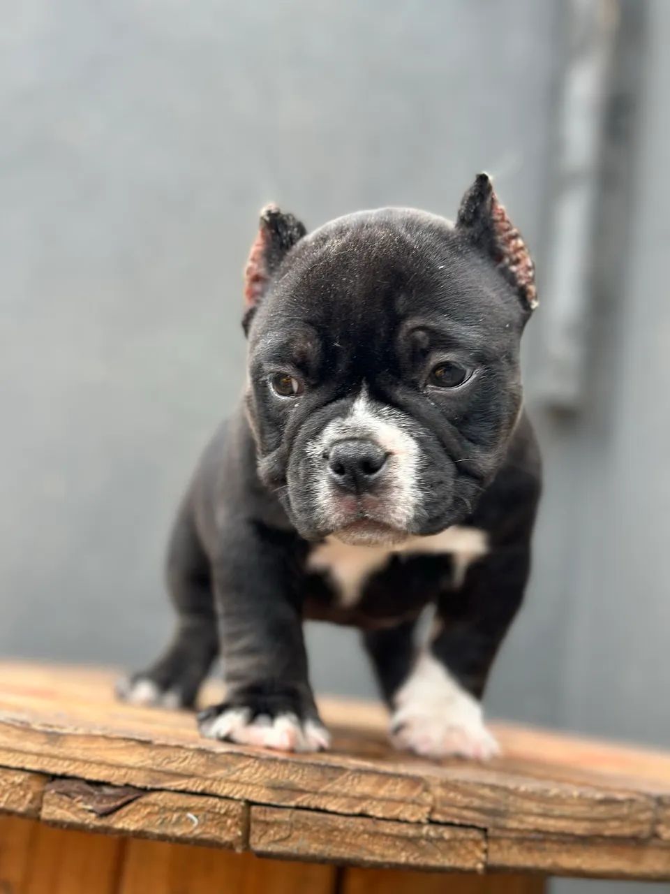 AMERICAN BULLY MICRO - FÊMEA  - Foto 2