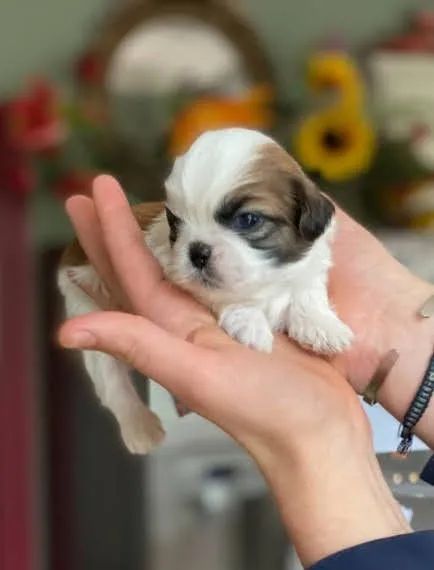 Shih Tzu Filhotes - Companhia Ideal para o Dia a Dia