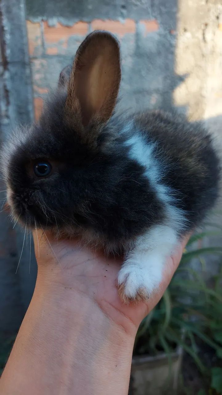 Mini Lionhead filhotes disponíveis em Curitiba e região - Foto 2