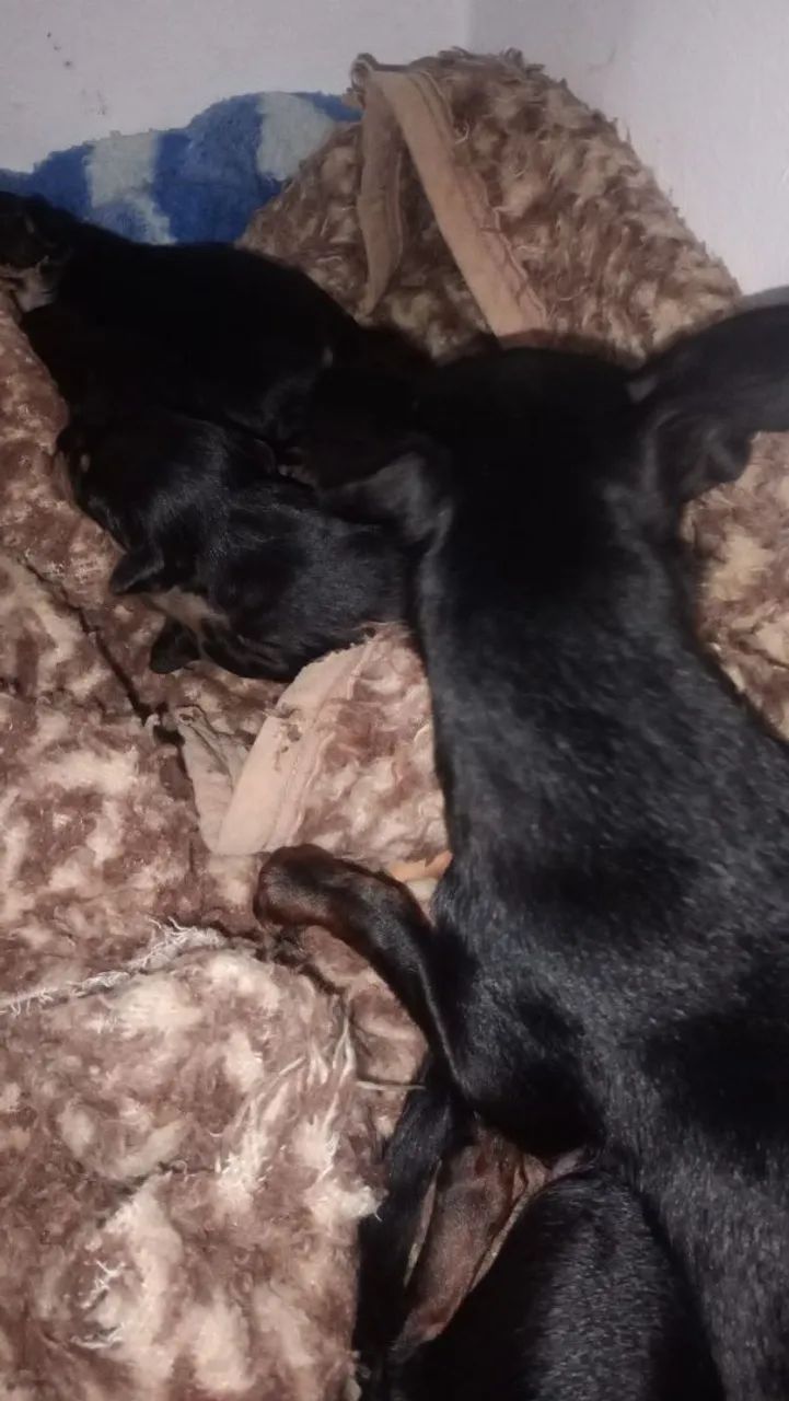 Cachorro pinther  - Foto 4