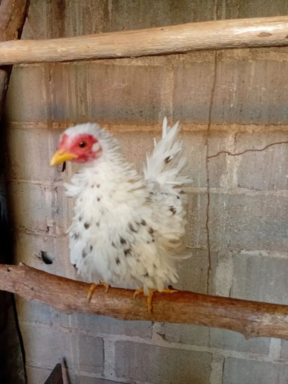 Galinha garnizé - Foto 2