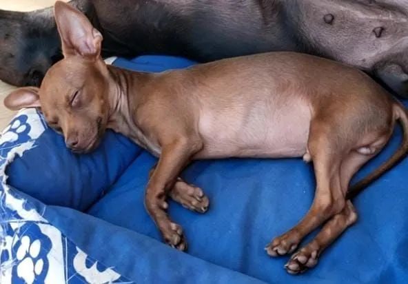 Pinscher  - Foto 2