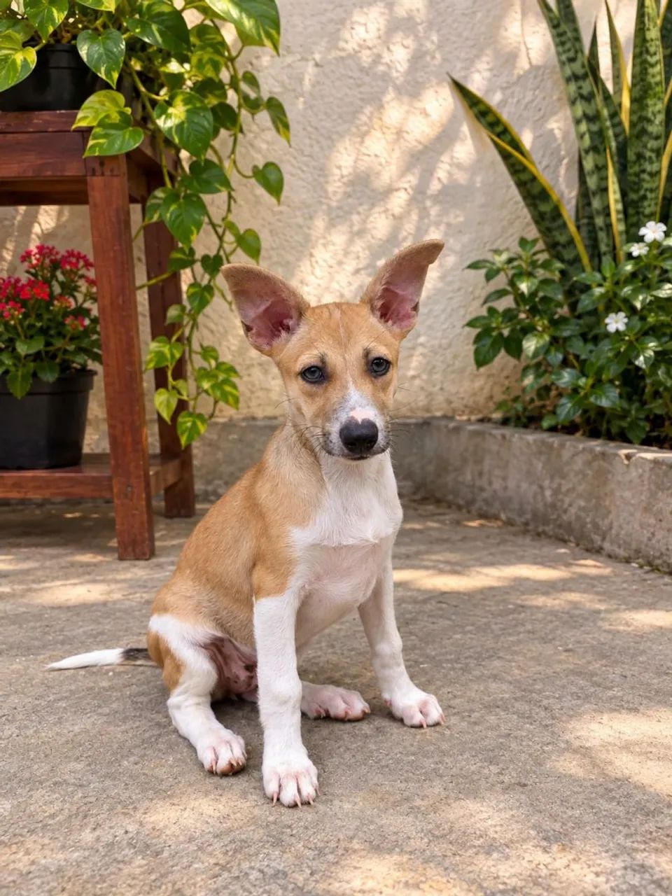 Doação de cachorro filhote