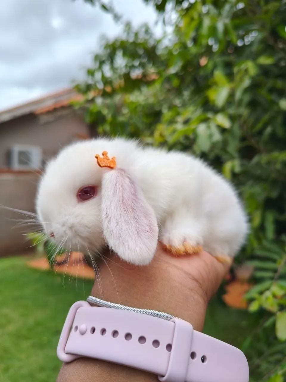 Mini lop