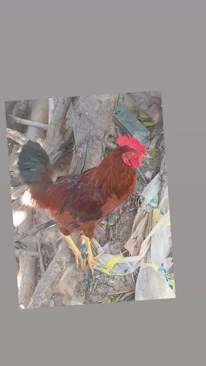 Frango 