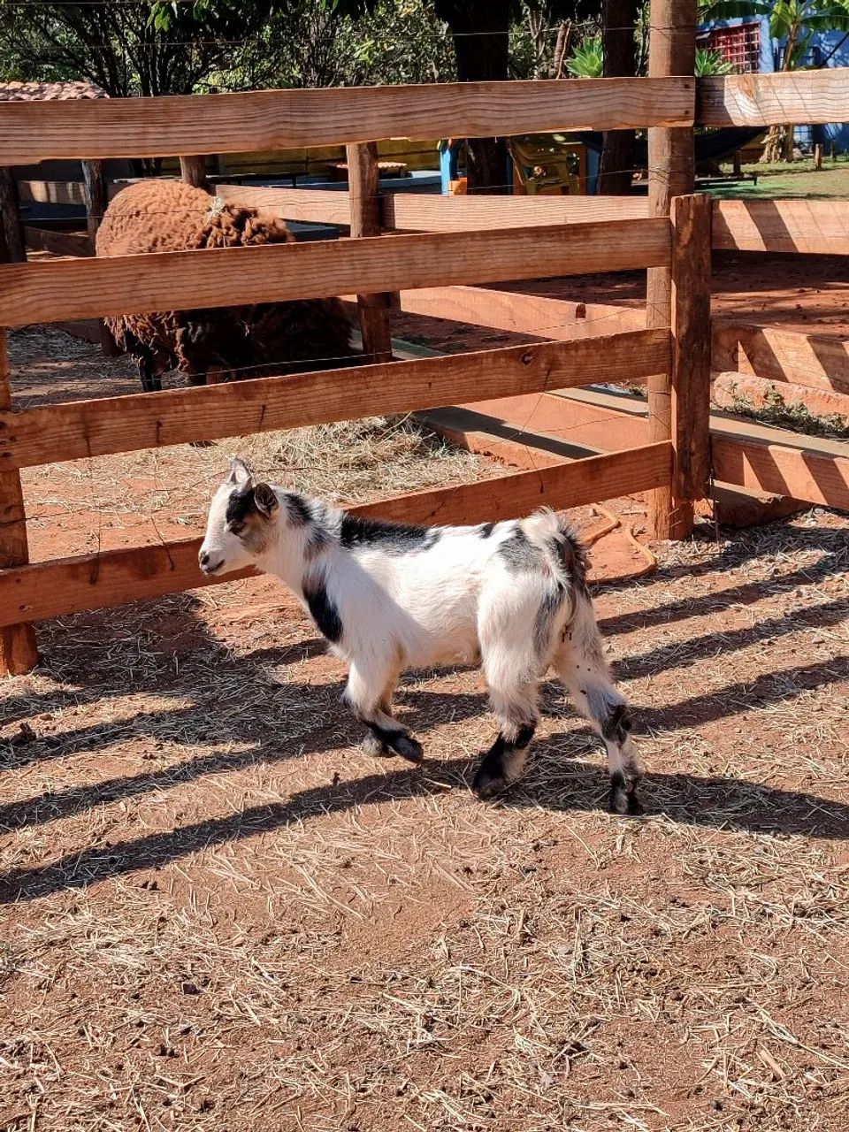 Mini bode!