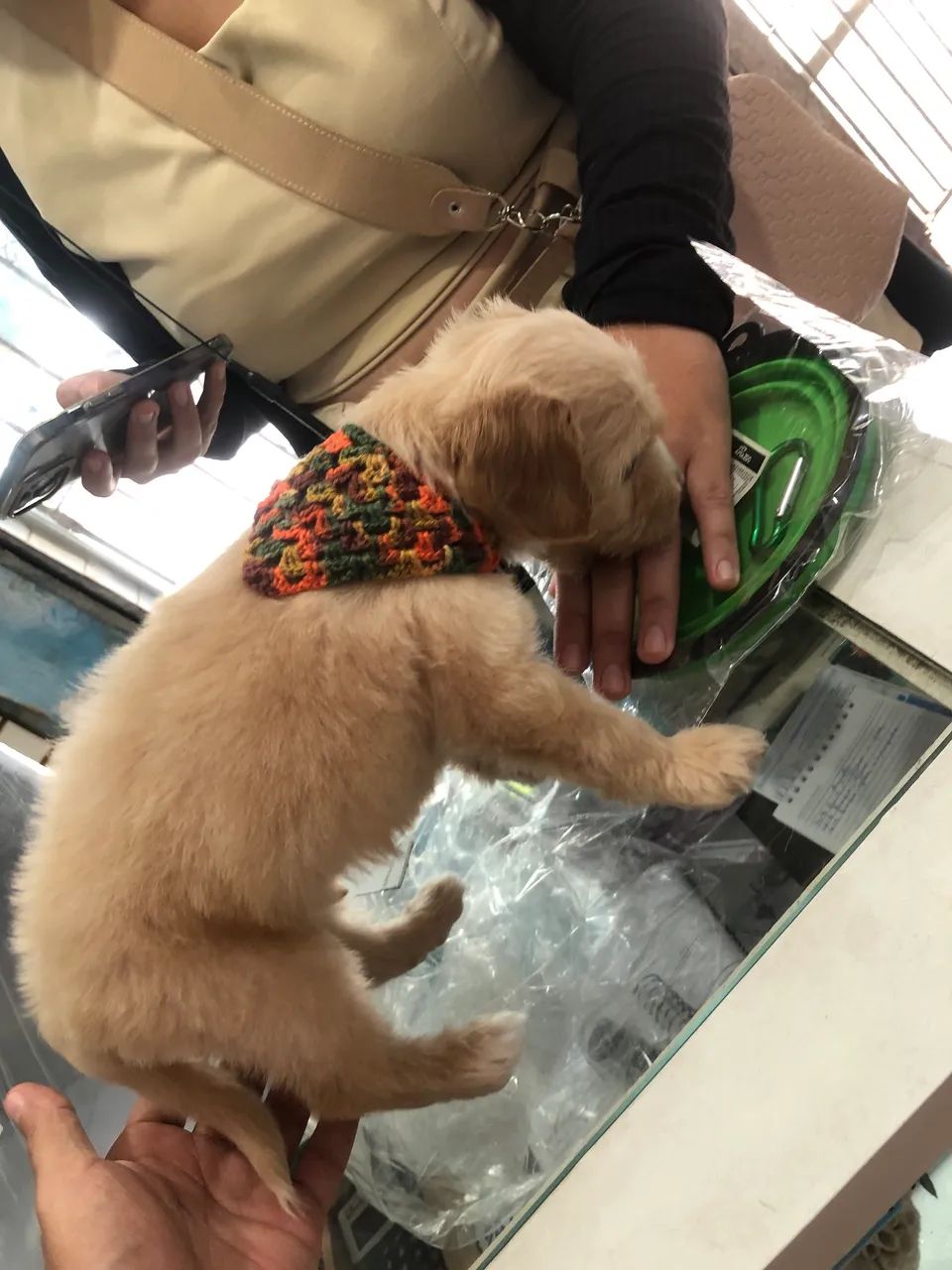 Cocker Spaniel  - Foto 3