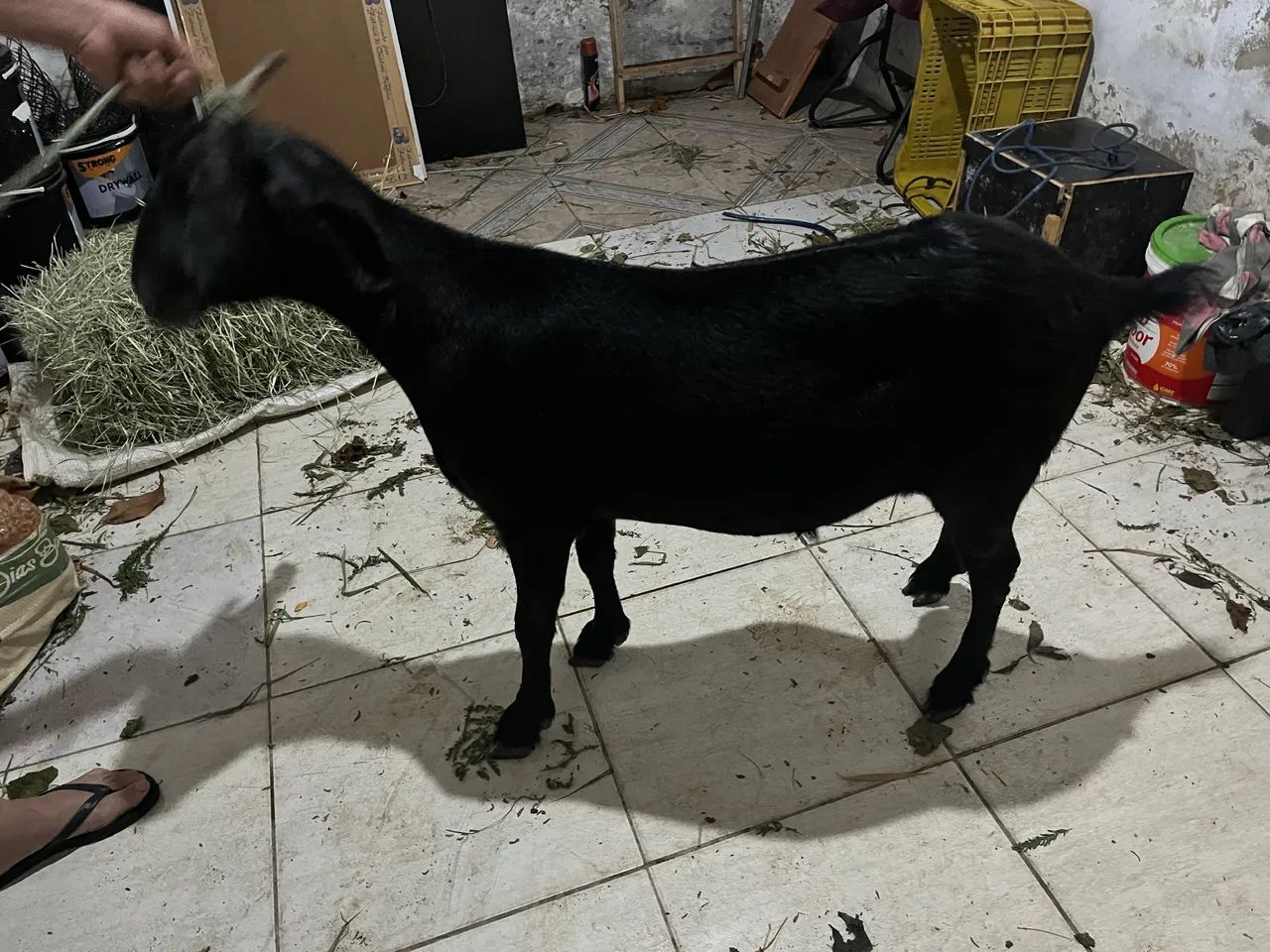 Cabra anglo nubiano amojada  - Foto 2