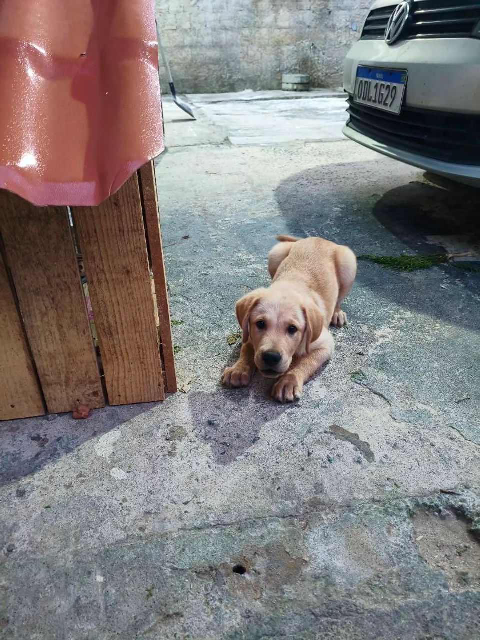 labrador  - Foto 3