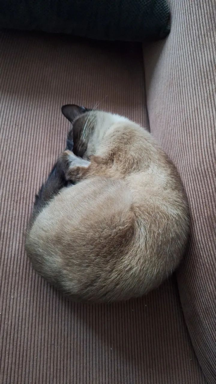 GATA PARA ADOÇÃO RESPONSÁVEL | CASTRADA  - Foto 2