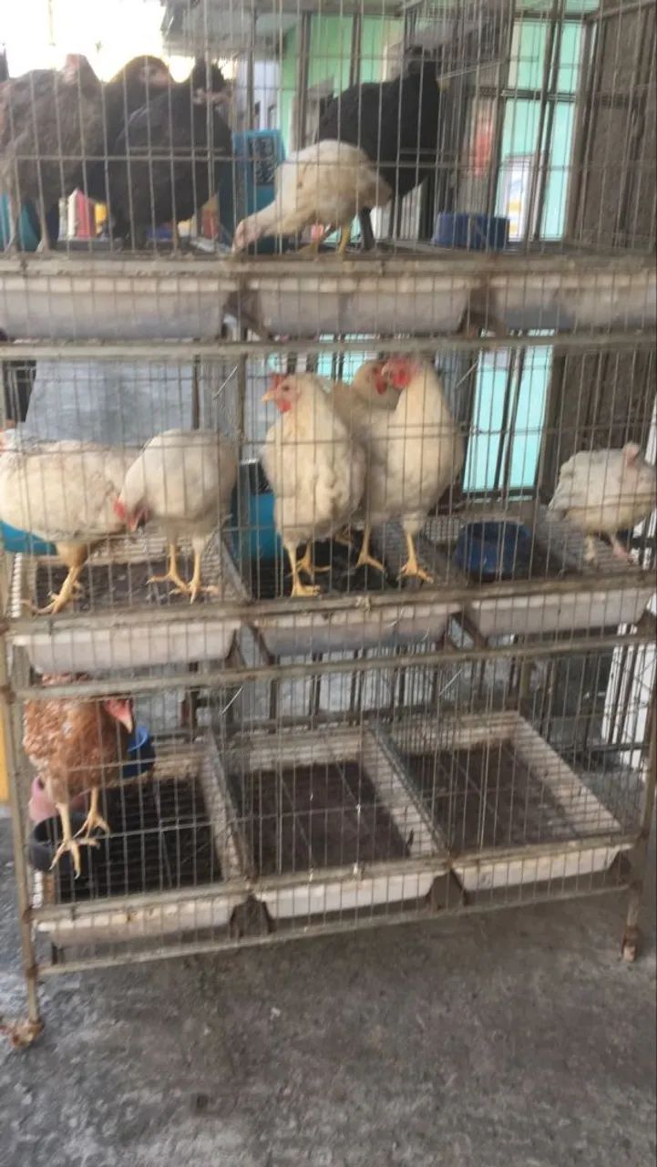 Vendo uma loja de ração. - Foto 5