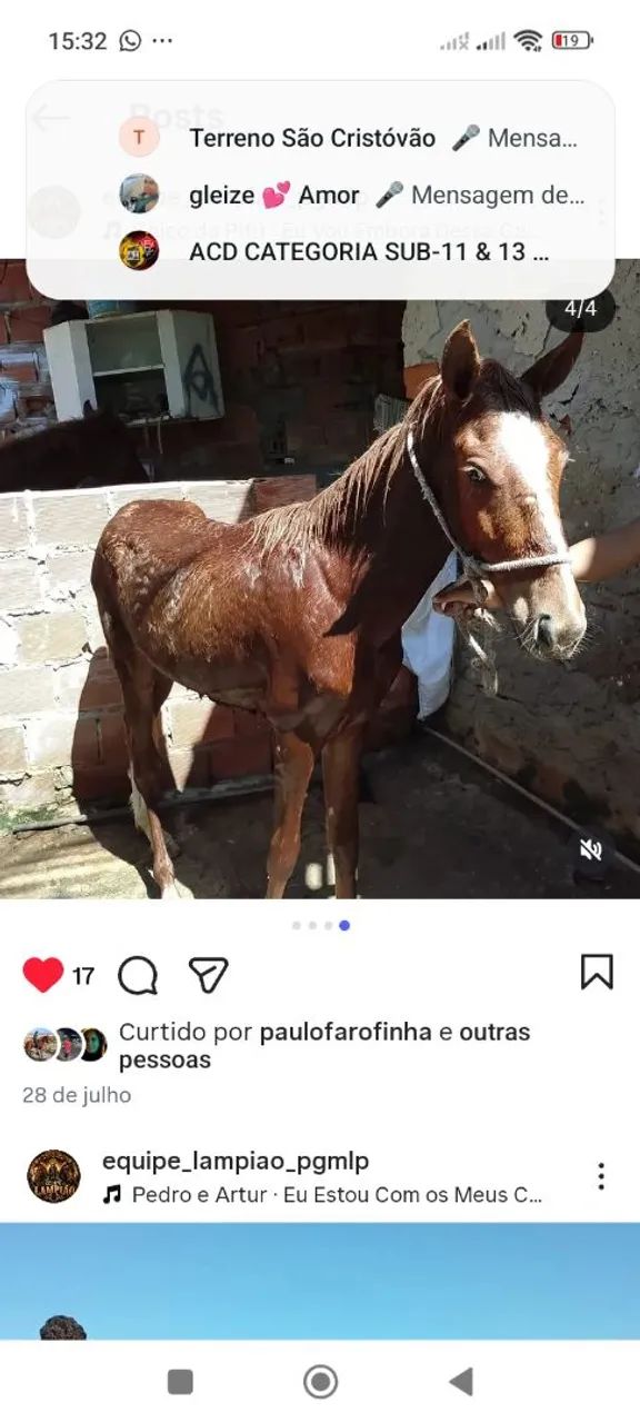Cavalo 