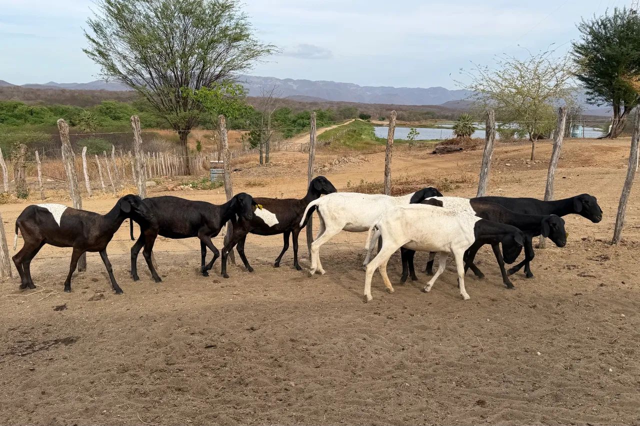 Santa Inês. Marrans extra. 
