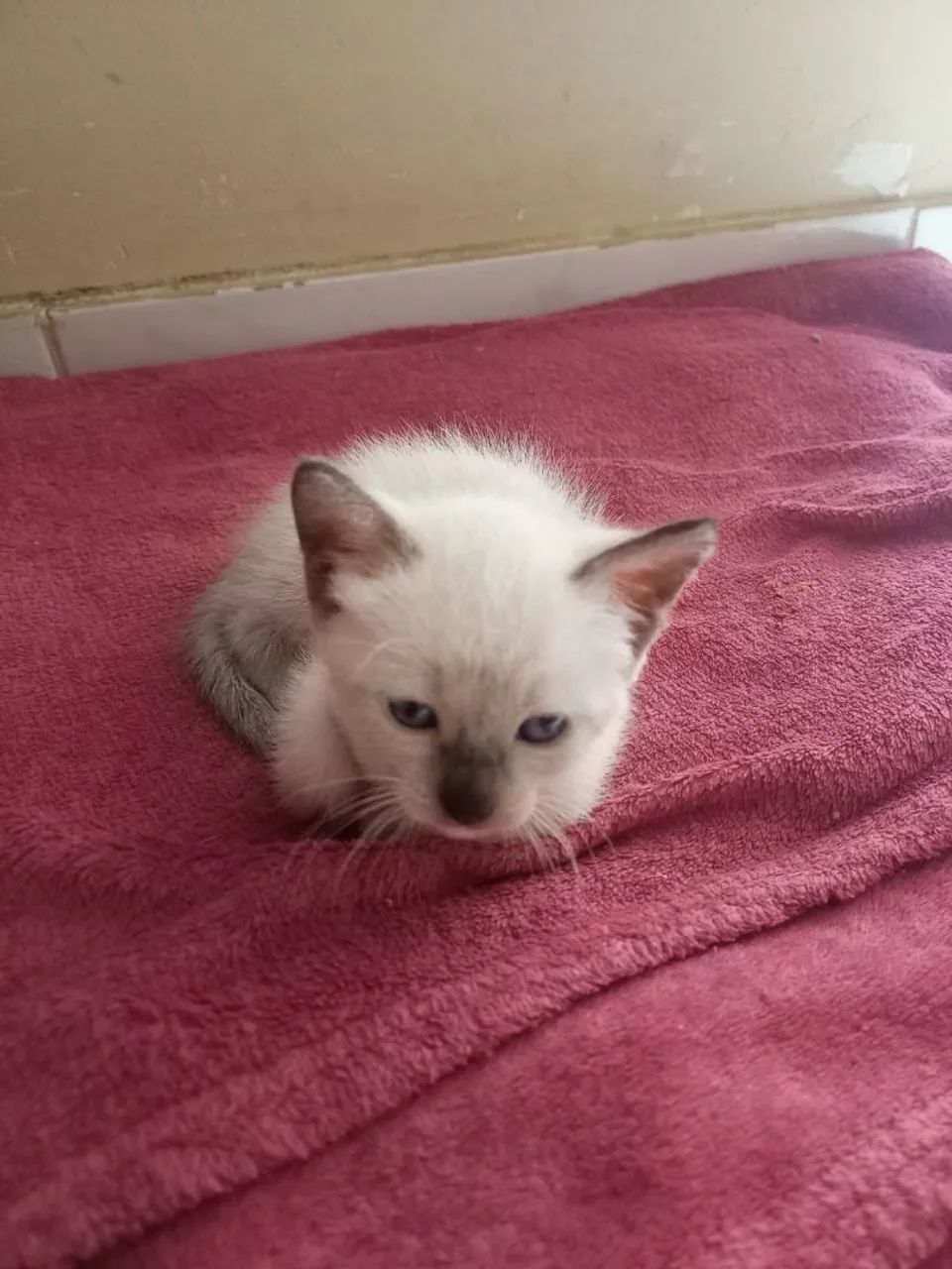 Doacao de gatinlhos - Foto 3