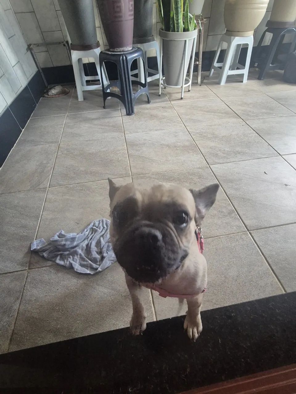 Bulldog francês - Foto 4