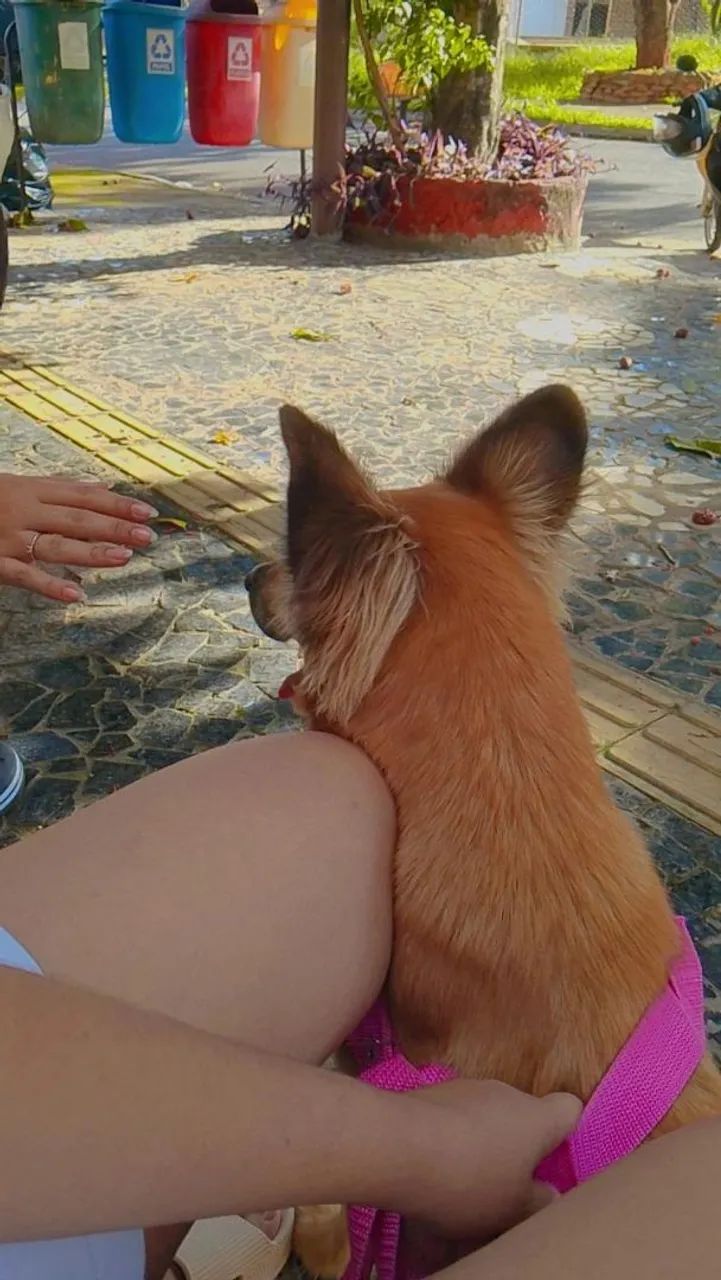 Cachorro - Foto 2