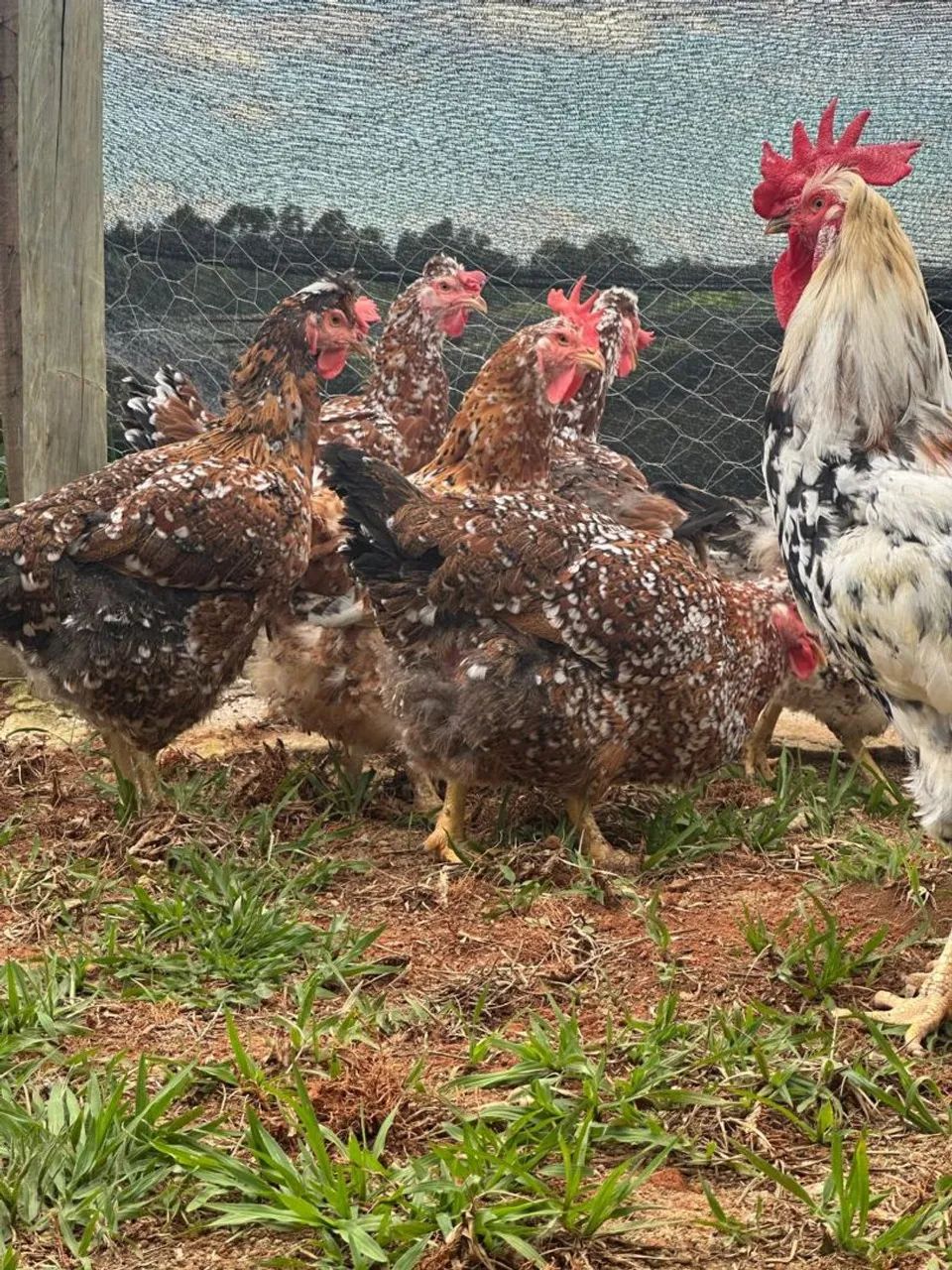 Ovos férteis Galinha Balão 