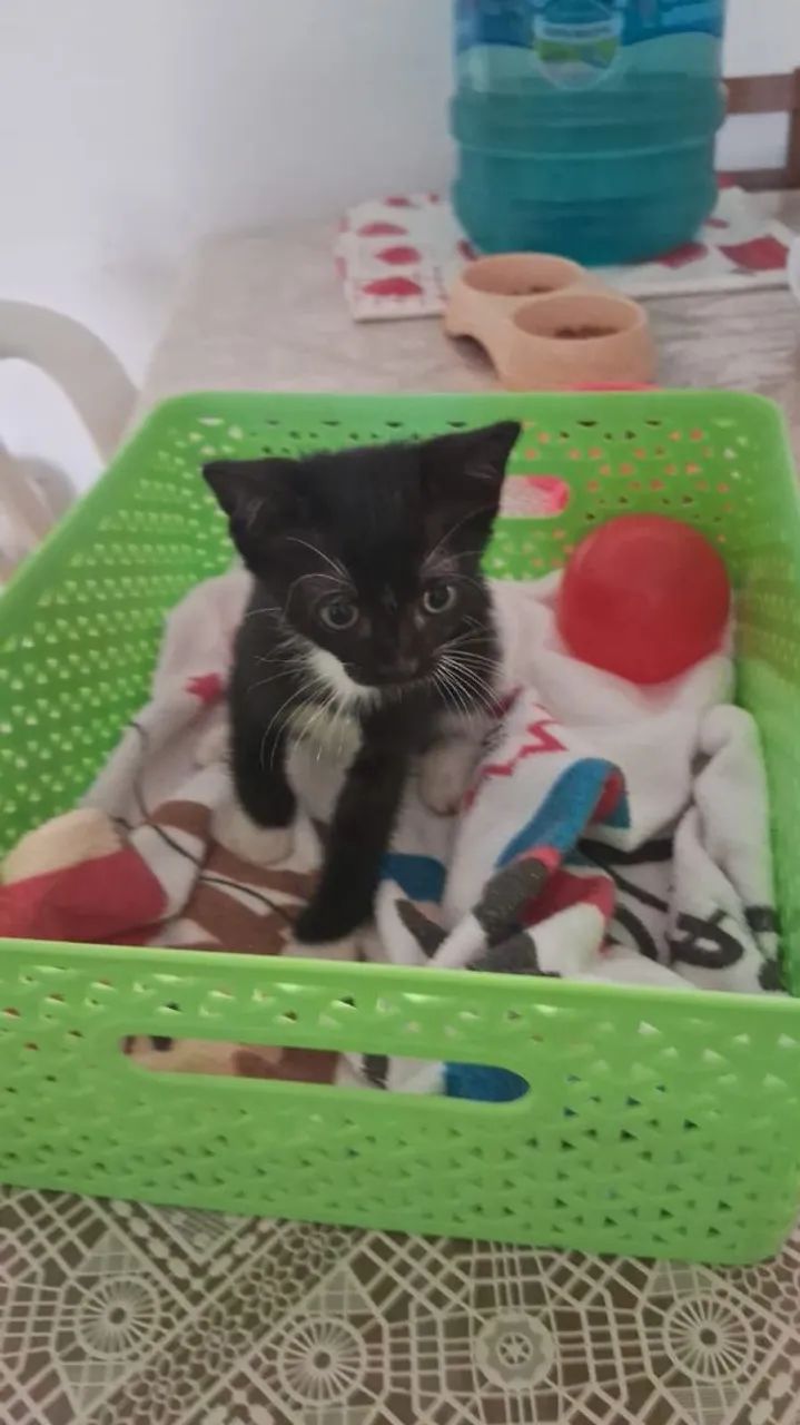 Doação de gatinhos - Foto 5