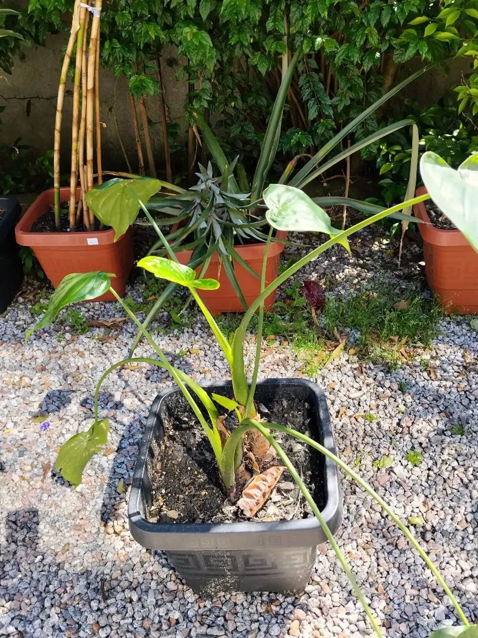 Filodentro-cordato - Foto 3