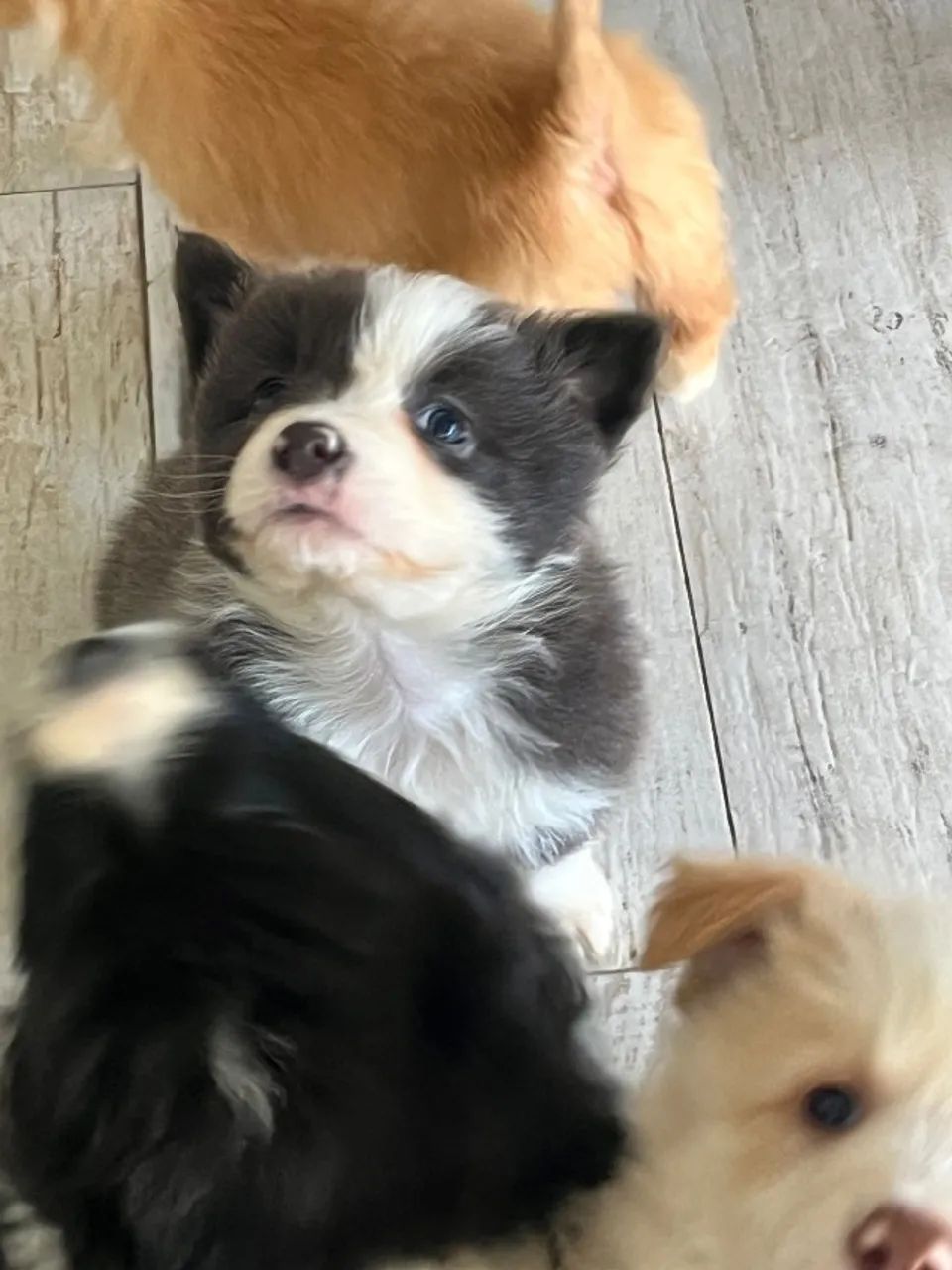 Filhotes de Border Collie  - Foto 3