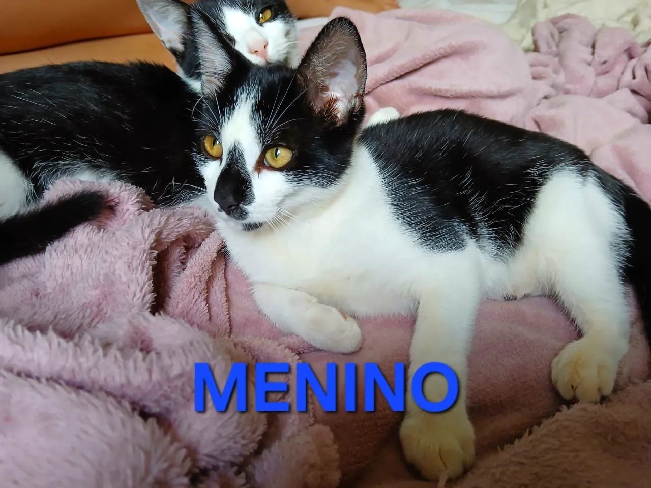 Eles Precisam de Um Lar - Foto 4