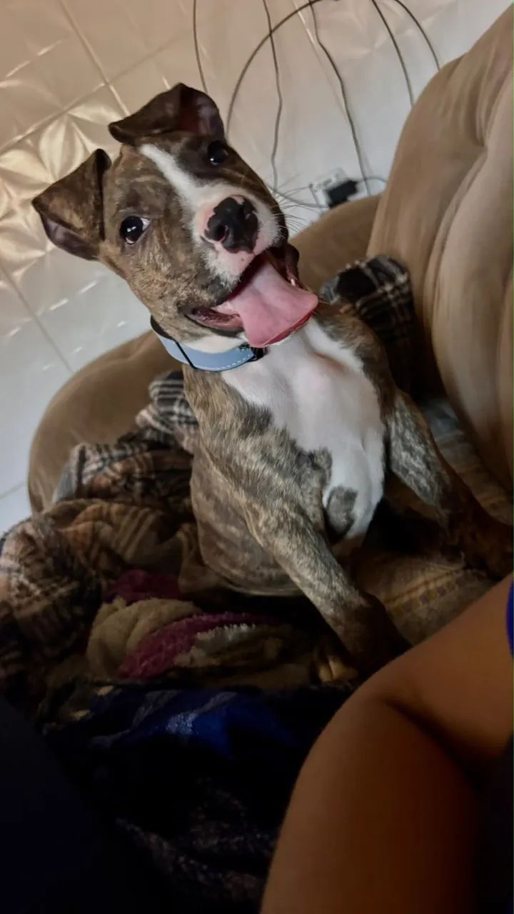 Cachorro pitbull - Foto 4