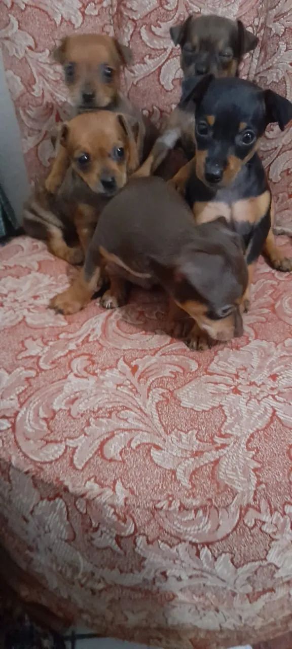 Pinscher vermifugado com 65 dias 