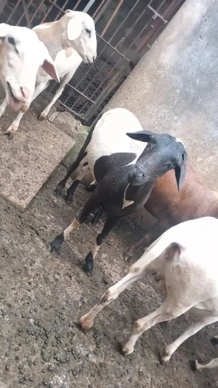 Carneiras prenhas  - Foto 3