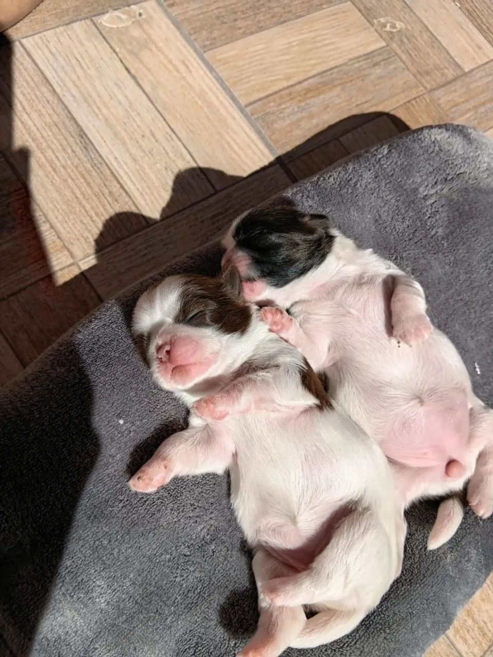 Filhotes de Shih tzu á venda