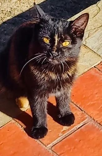 Filhote gatinha ADOÇÃO RESPONSÁVEL  - Foto 3