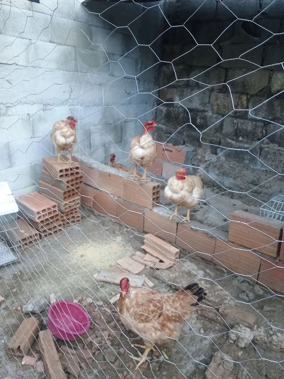Galinhas