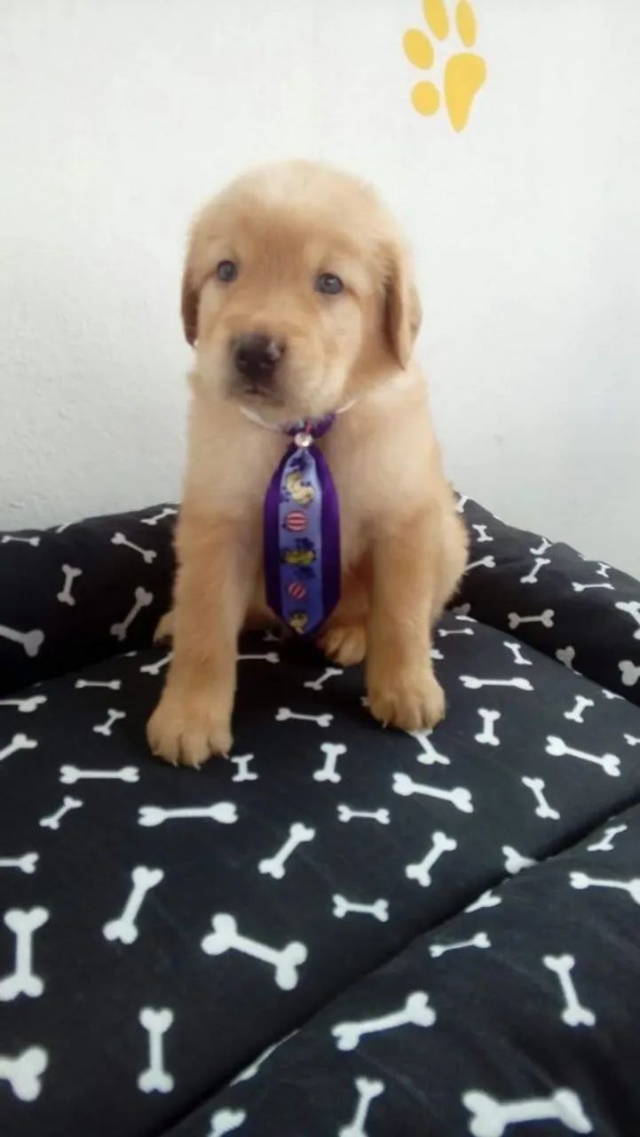 Golden Retriver macho - Foto 2