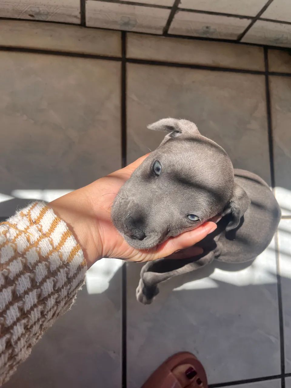 filhote american bully 