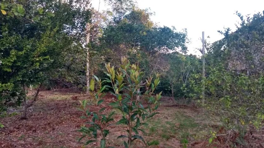 Terreno na AM 240 - Foto 3
