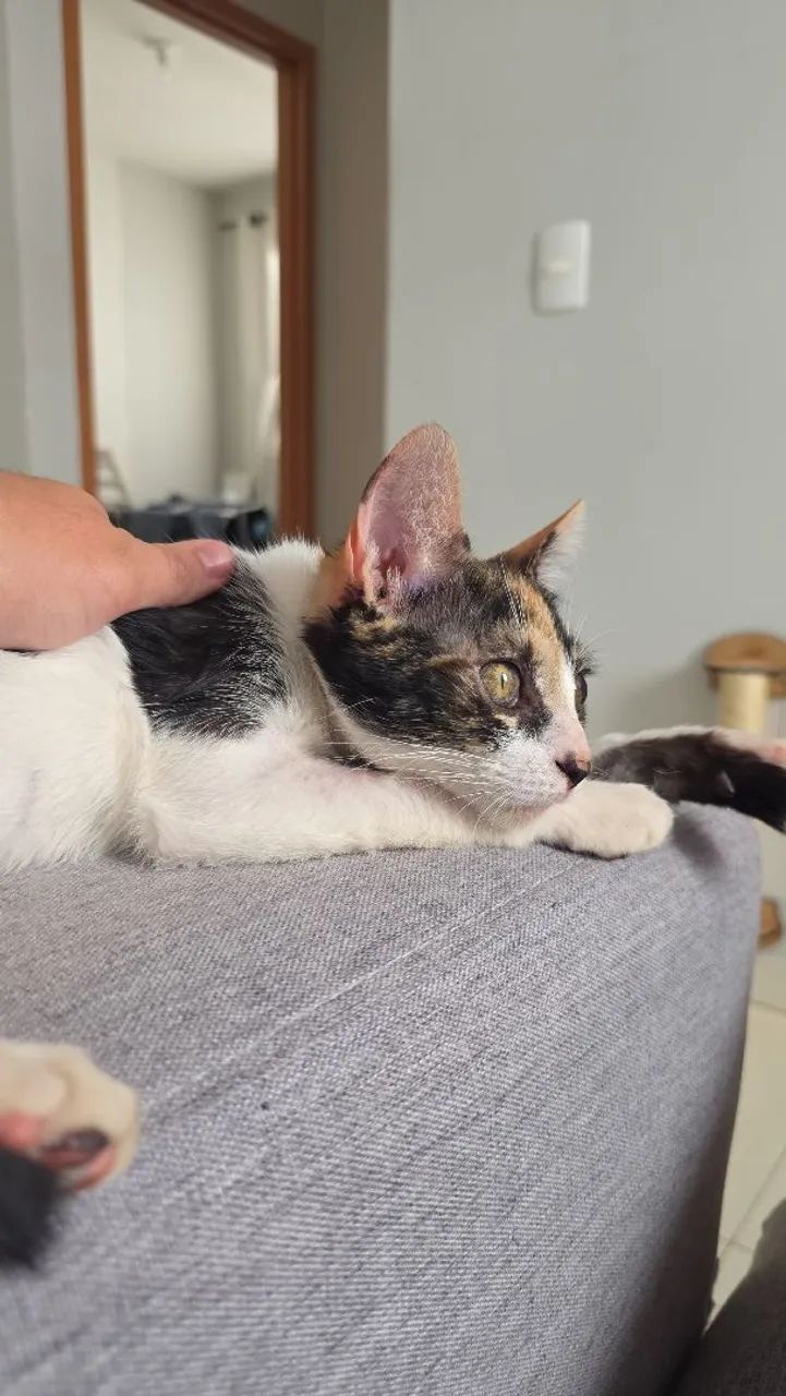 Gatinhos para adoção  - Foto 2