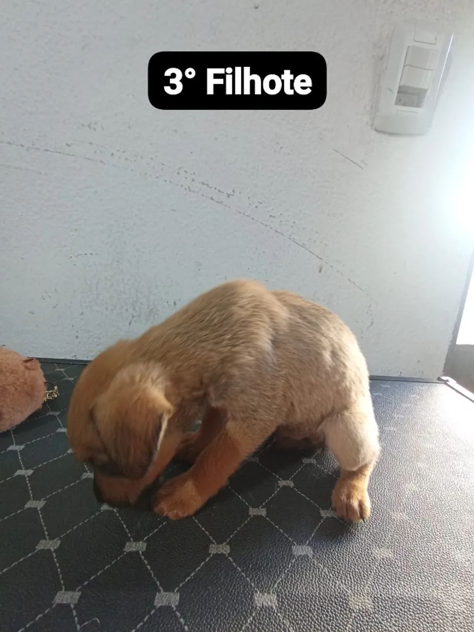 pets doação - porte medio tenho 4M apenas - Foto 3