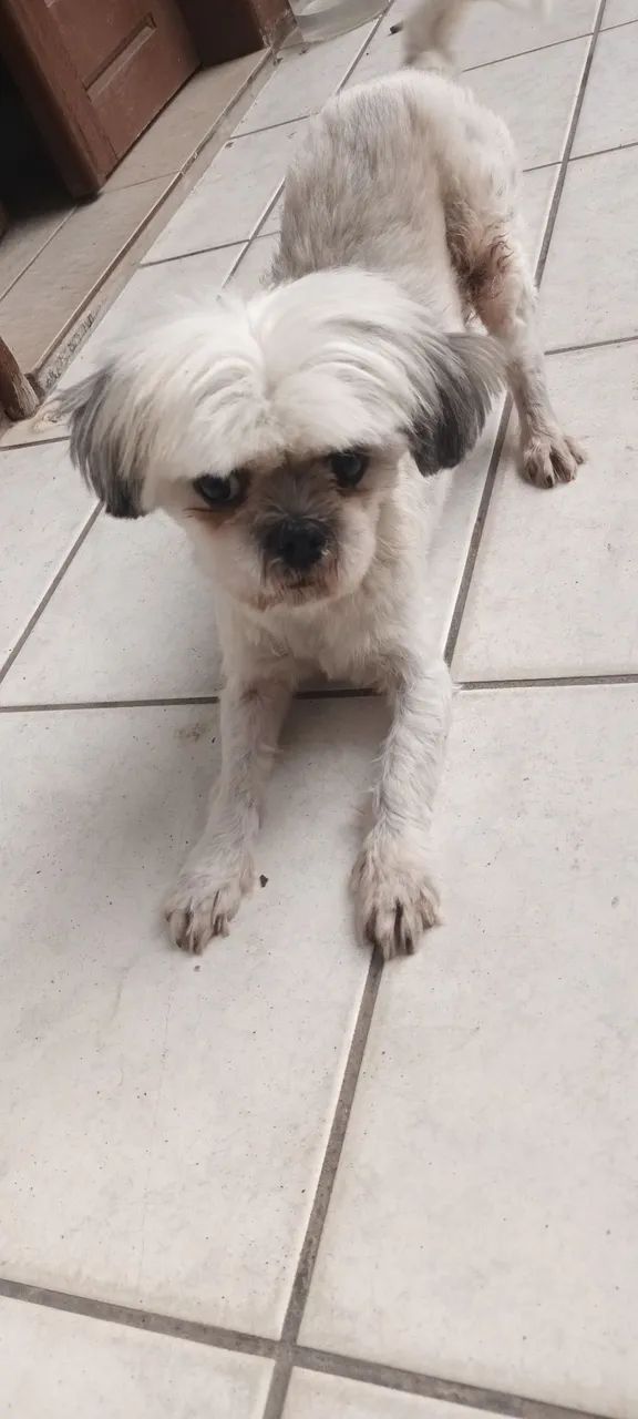 Cachorro  macho para adoção