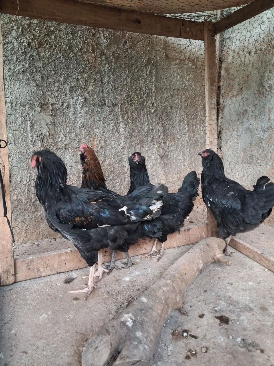 Lindas aves cruzamento de Ameraucana com Marans!  - Foto 6