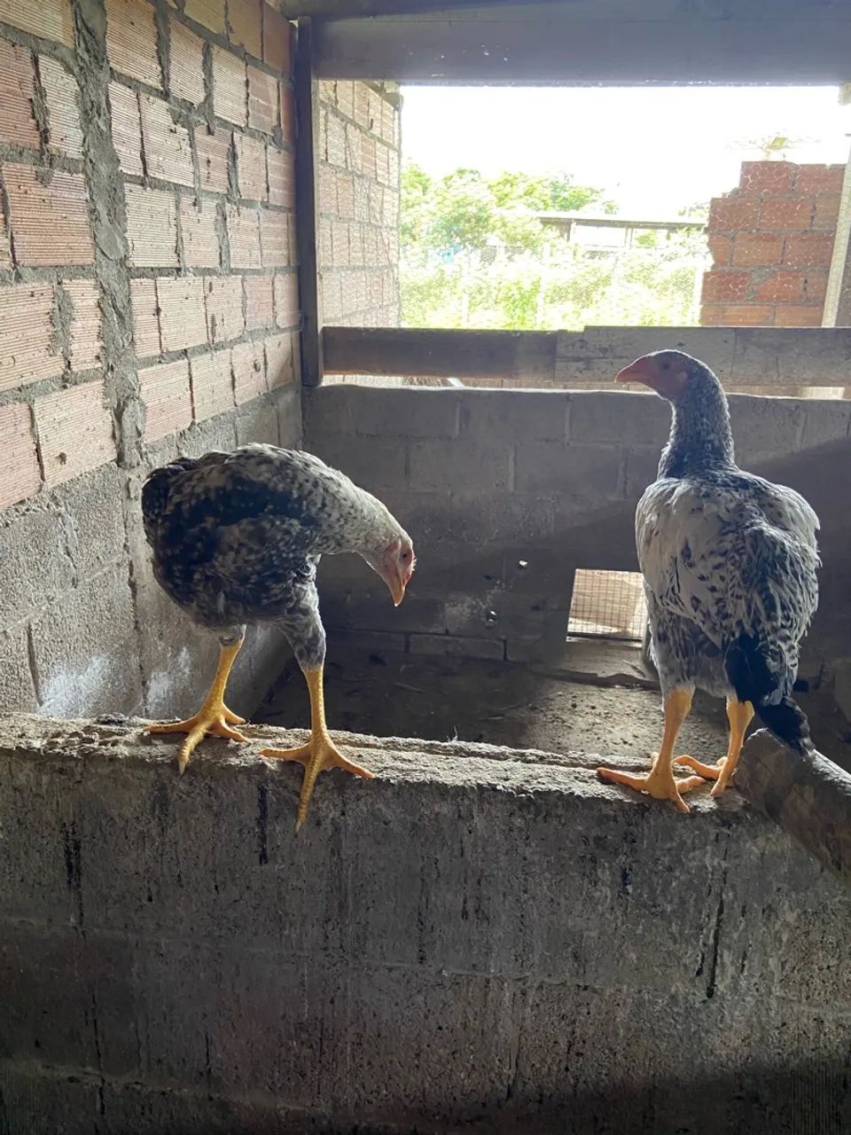 Frango e frangas caipira  - Foto 3