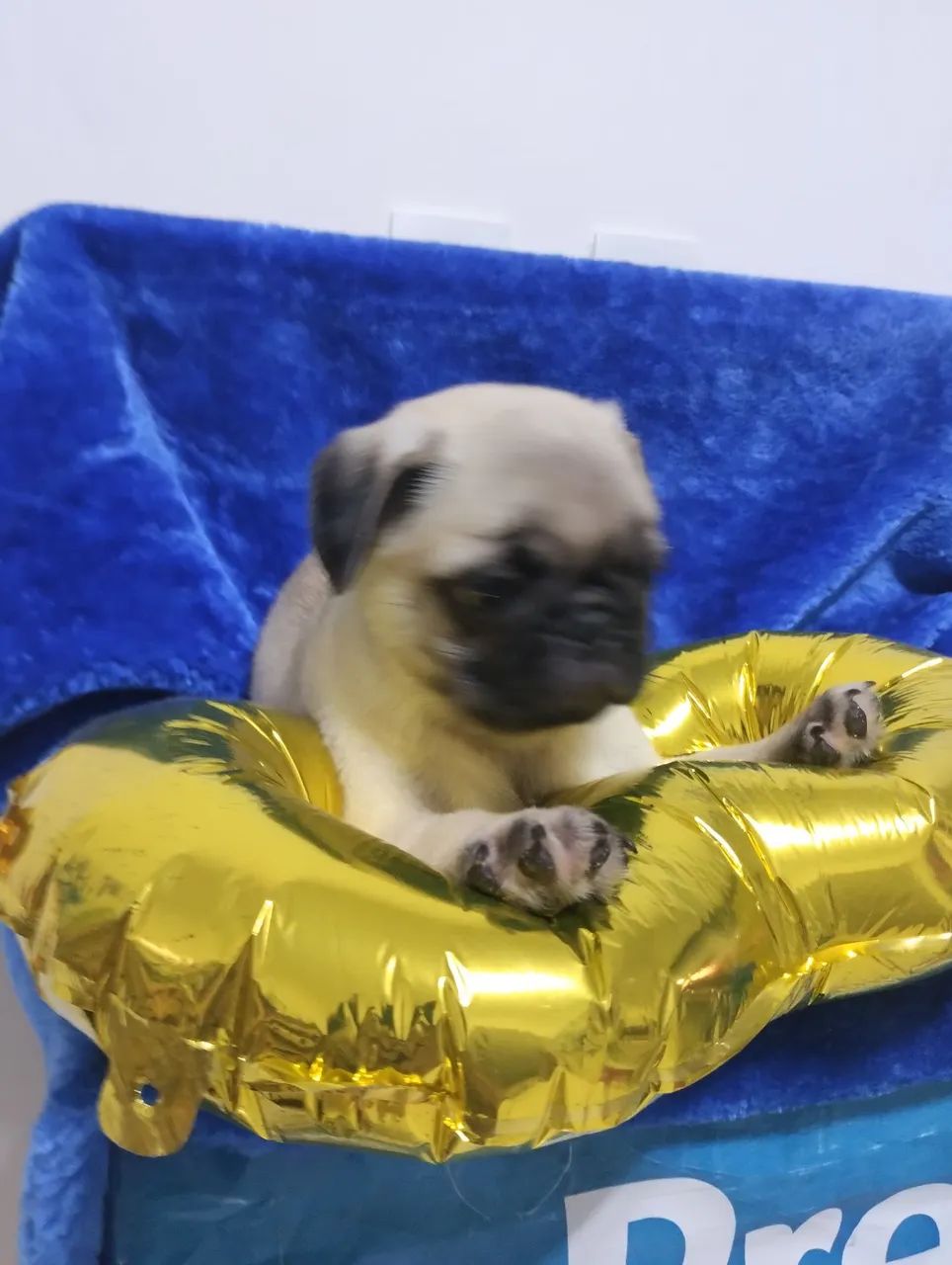 Pug - Foto 4