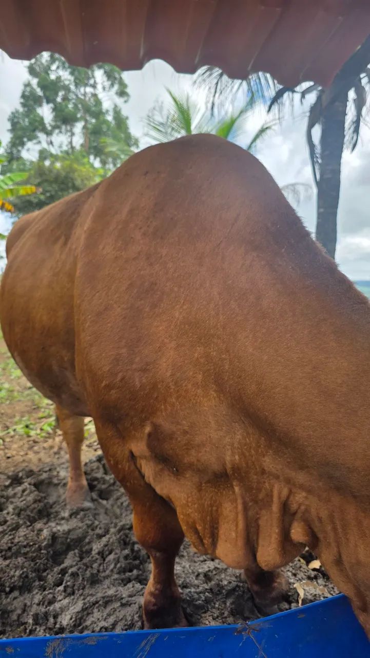 Vaca e Bezerra fêmea  - Foto 4
