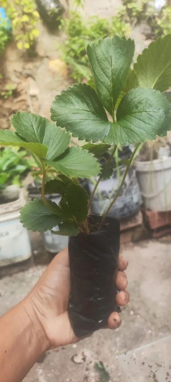 Muda de Morango  - Foto 3