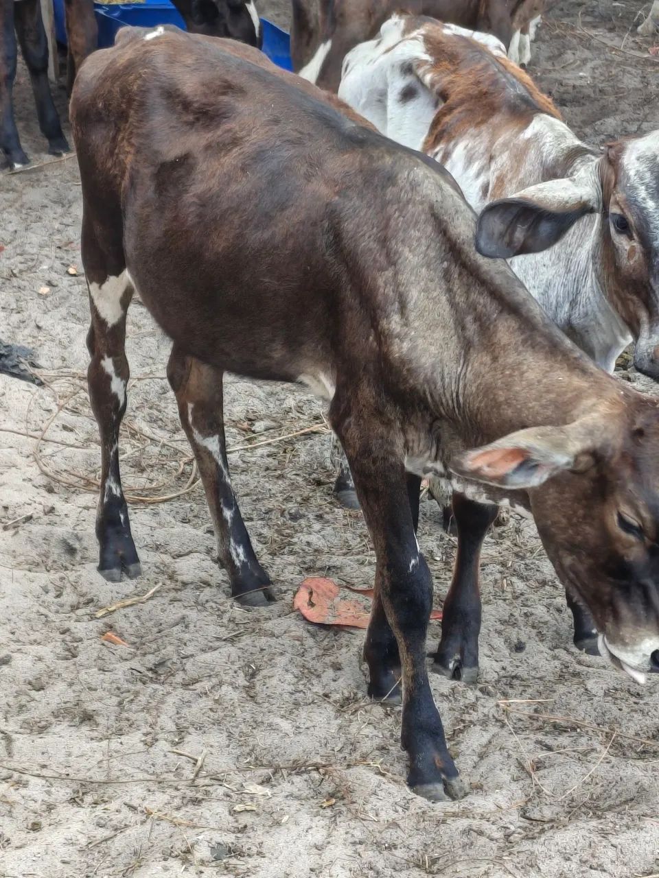 Vendo lote com bezerras e bezerros  - Foto 5