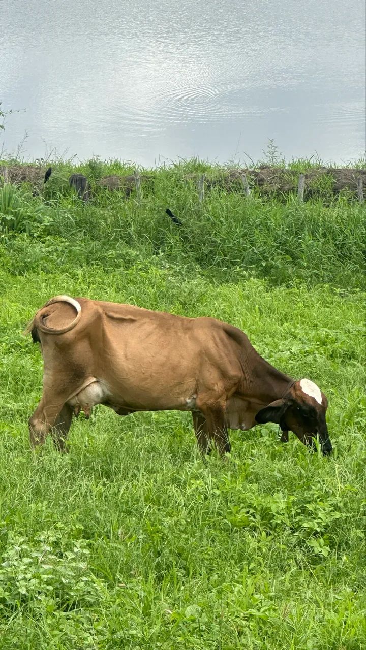 Vacas prenha - Foto 4