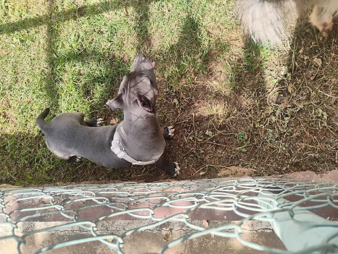Pitbull - Foto 2