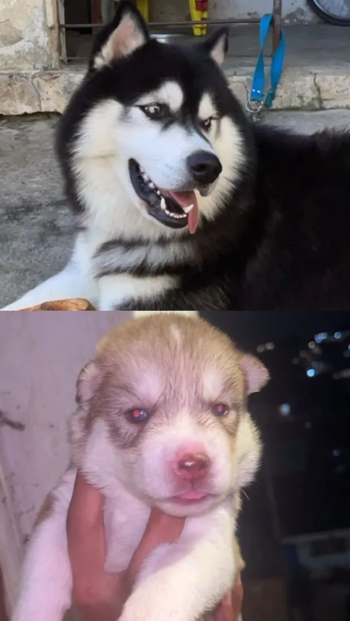 Cachorro husky siberiano  - Foto 2