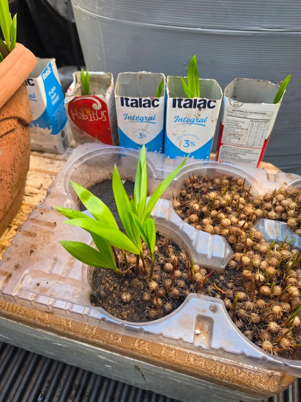 Mudas açai  - Foto 2